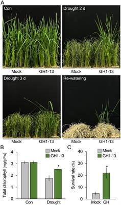 Bacillus velezensis GH1-13 enhances drought tolerance in rice by reducing the accumulation of reactive oxygen species